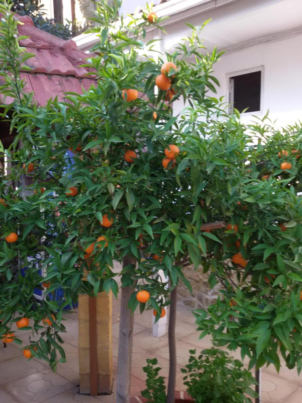 Aksaray Boutique Hotel Nicosia Kültér fotó